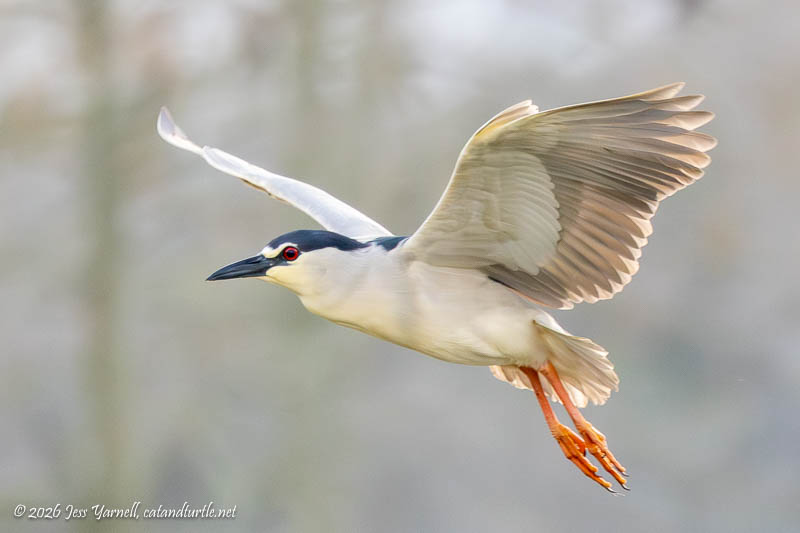 Black-crowned Night Heron