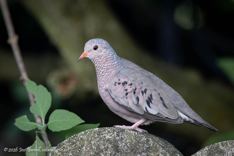 Common Ground-Dove
