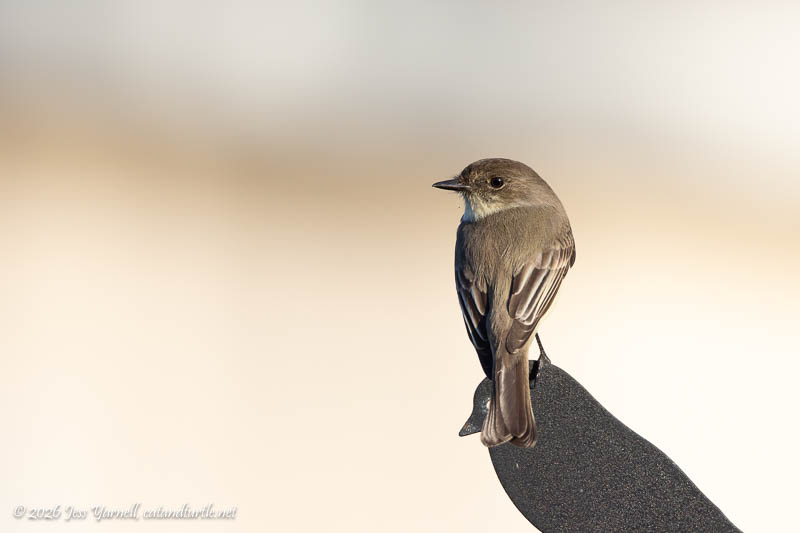 Eastern Phoebe