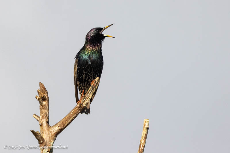 European Starling