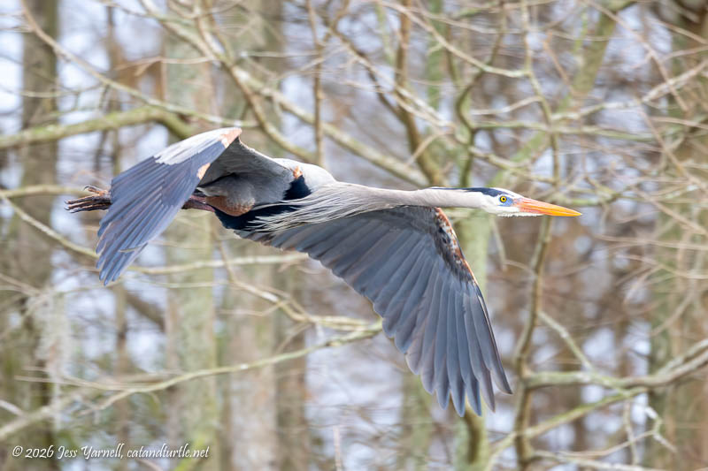 Great Blue Heron