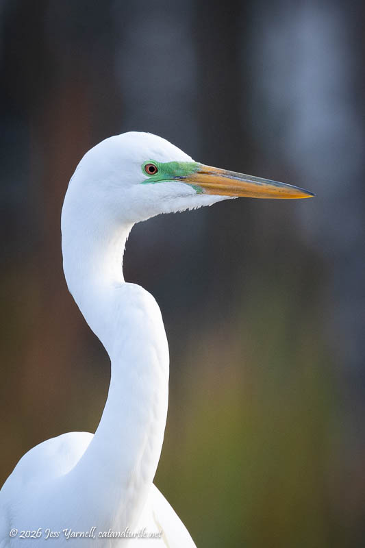 Great Egret