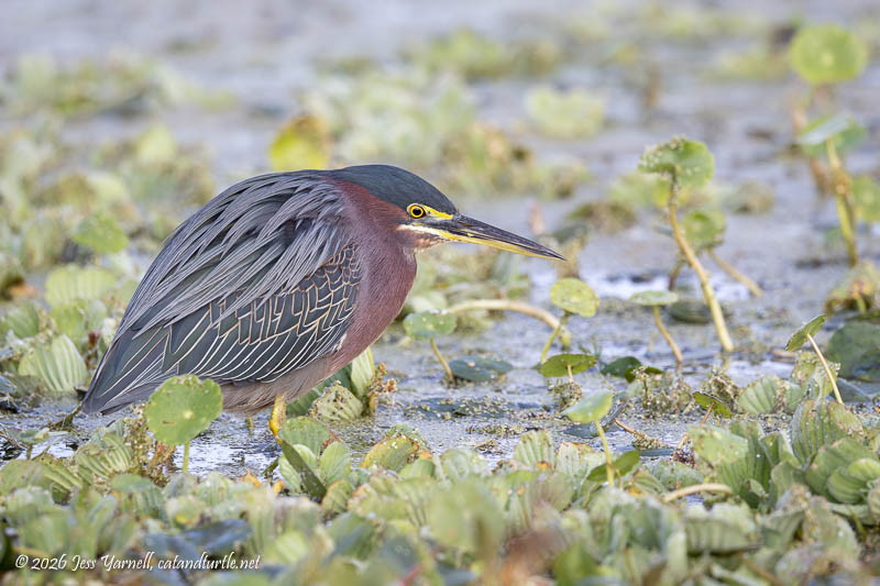 Green Heron