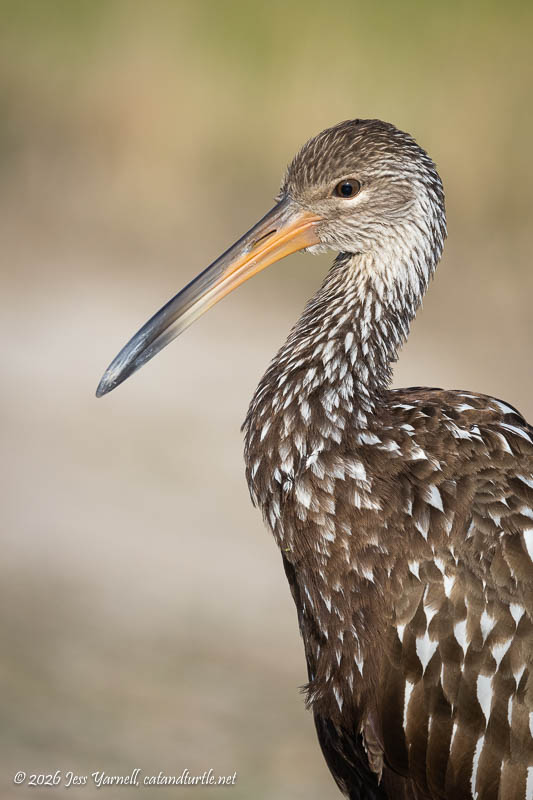 Limpkin