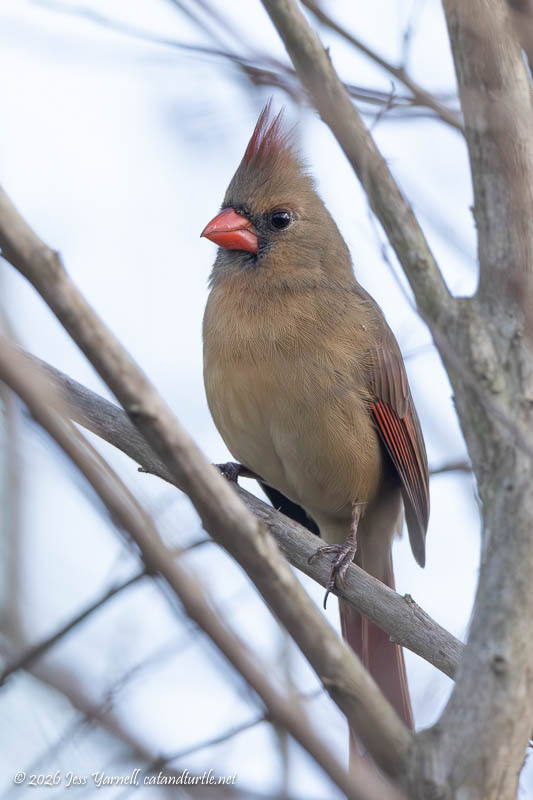 Northern Cardinal