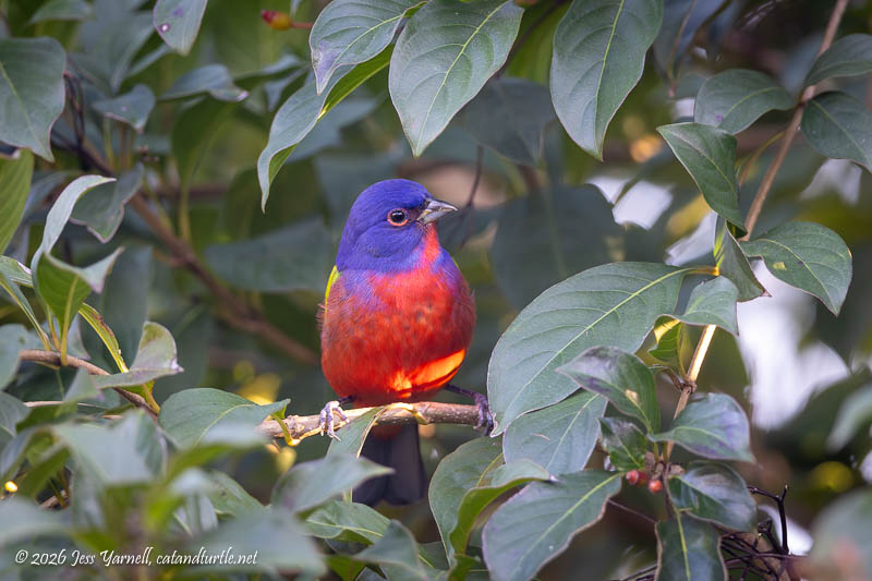 Painted Bunting