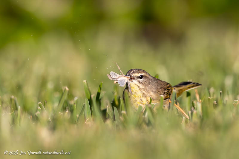 Palm Warbler
