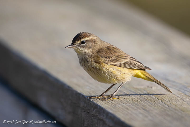 Palm Warbler