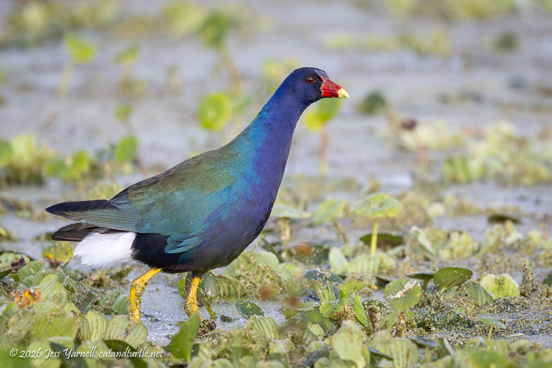 Purple Gallinule