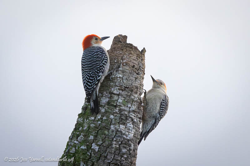 Red-bellied Woodpecker