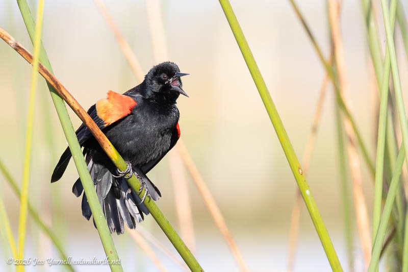 Red-Winged Blackbird
