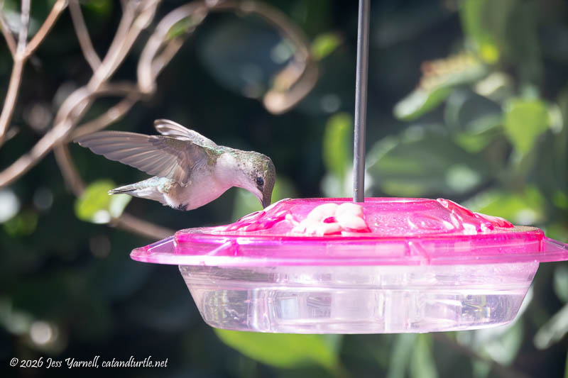 Ruby-Throated Hummingbird