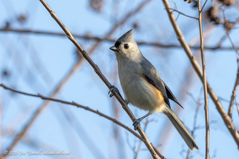 Tufted Titmouse