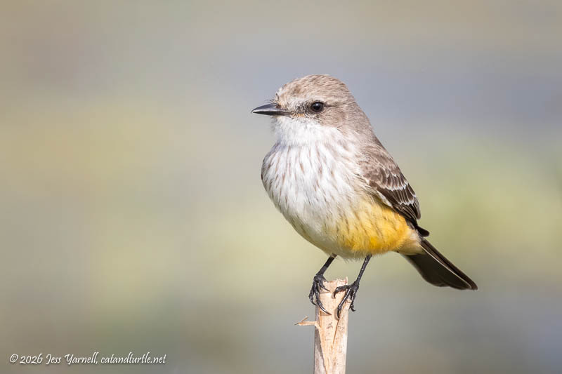 Vermilion Flycatcher