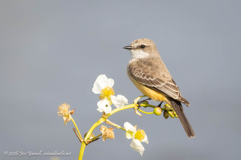 Vermilion Flycatcher