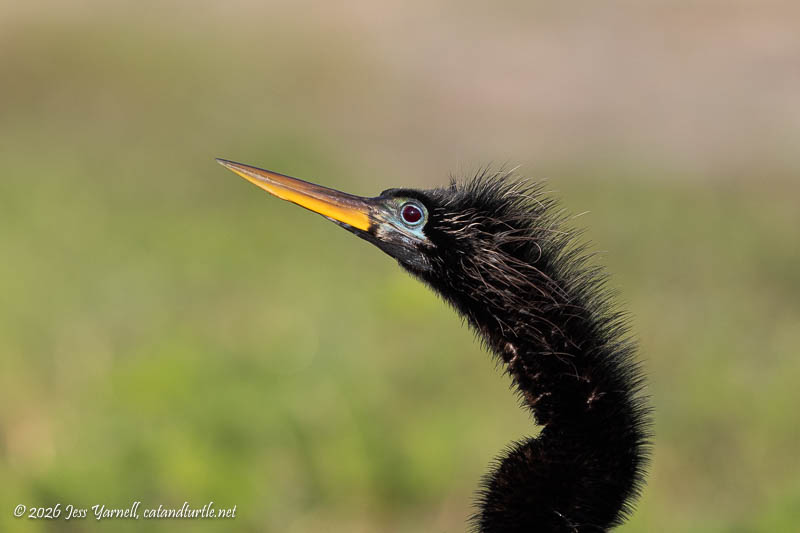 Anhinga