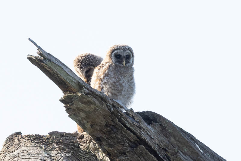 Barred Owlets