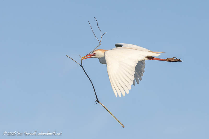 Cattle Egret