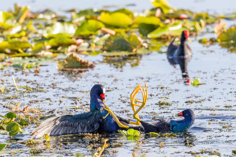 Purple Gallinule