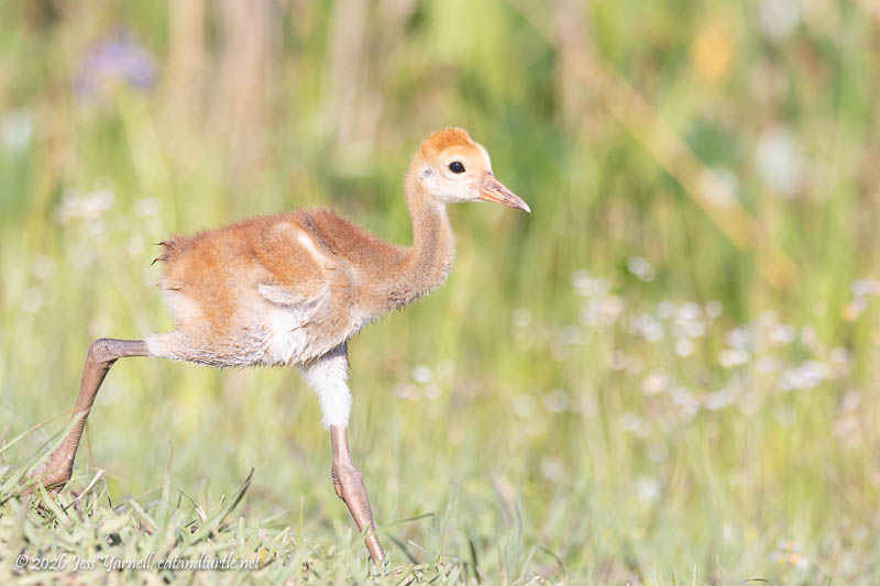 Sandhill Crane