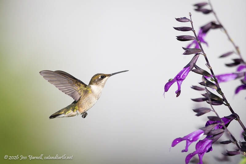 Ruby-throated Hummingbird - Sipping Salvias