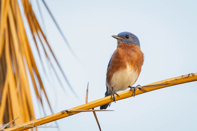 Eastern Bluebird