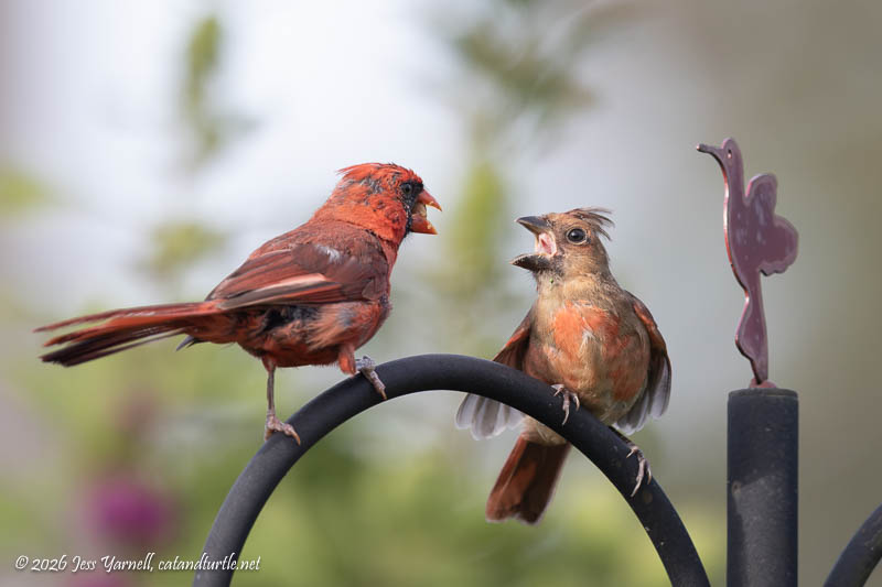 Northern Cardinal Feeding Juvenile