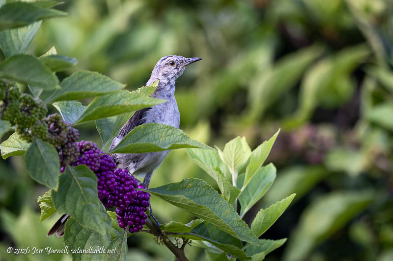 Northern Mockingbird