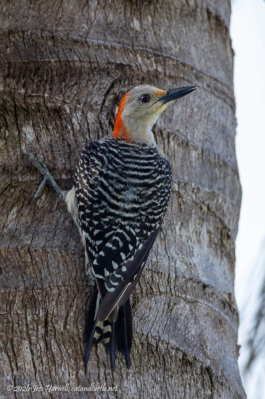 Red-bellied Woodpecker