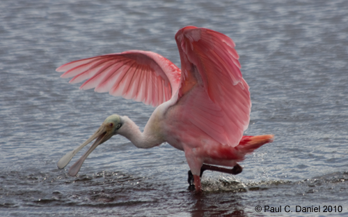 Roseate Spoonbill landing, Circle B Bar Ranch